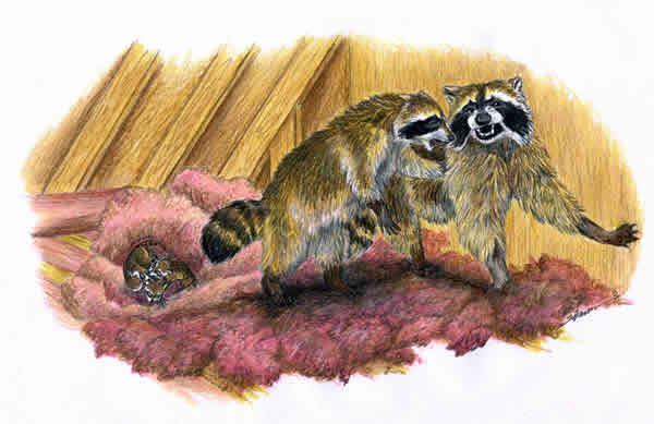 Family of raccoons in an attic drawing